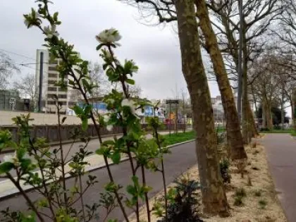 La nature gagne l'avenue de Bretagne