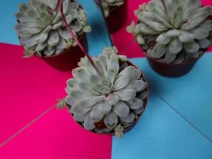 L'école buissonnière - les micro-jardins crés autour du jardin Saint-Sever s'exposent